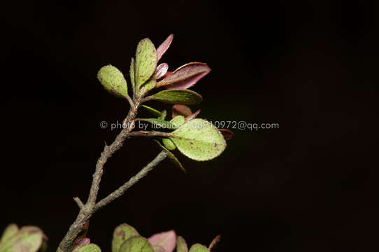 Слика од Rhododendron tsoi Merr.