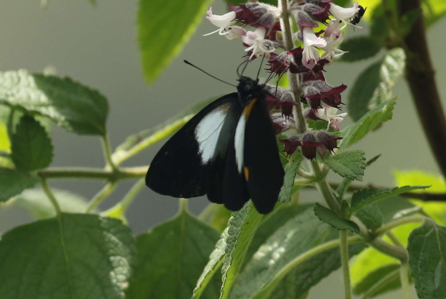 Image of Belenois margaritacea Sharpe 1891