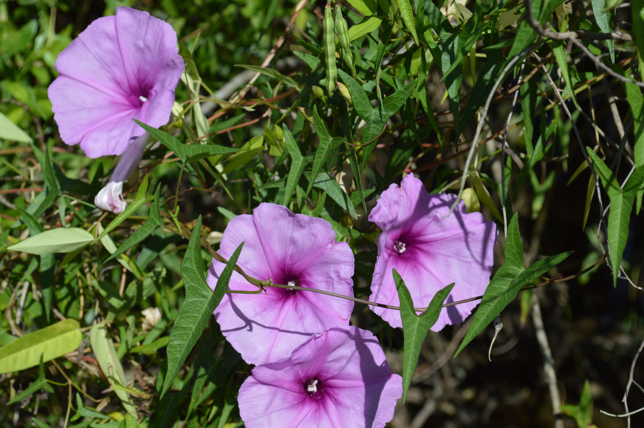 Слика од Ipomoea sagittata Poir.