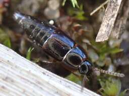 Image of Tachinus (Tachinus) laticollis Gravenhorst 1802