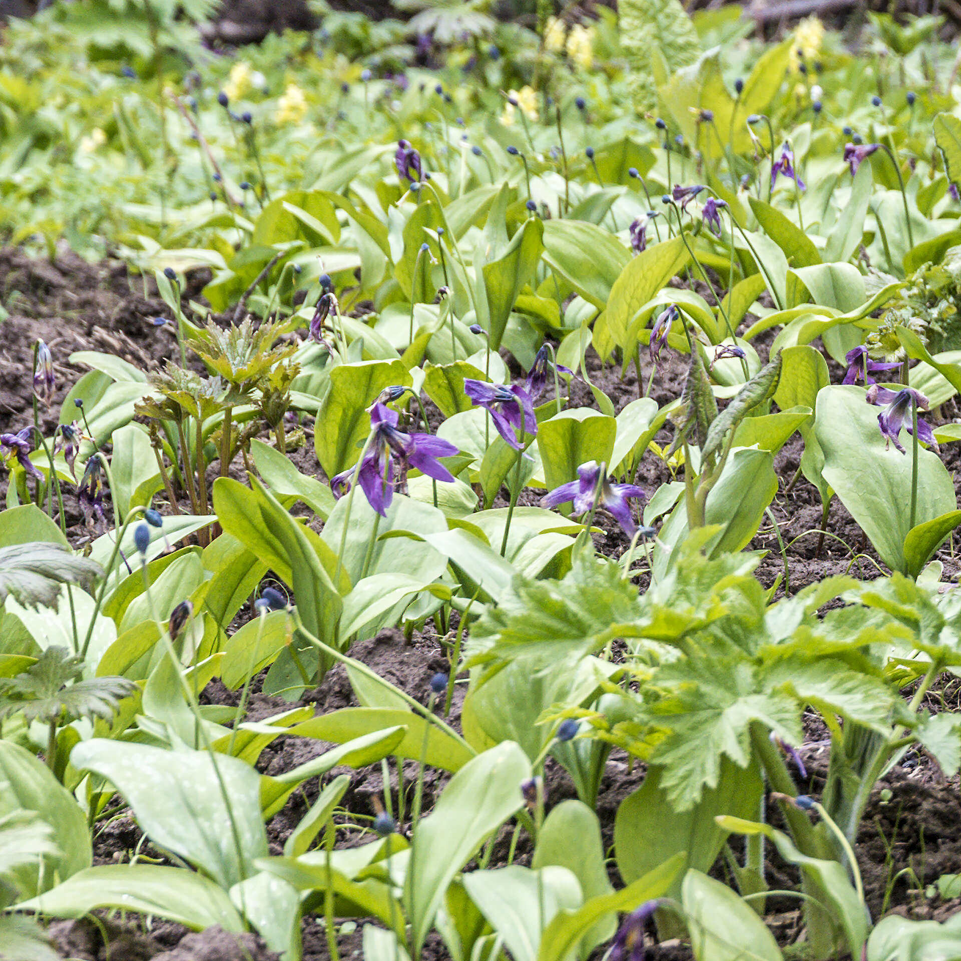 Imagem de Erythronium sibiricum (Fisch. & C. A. Mey.) Krylov