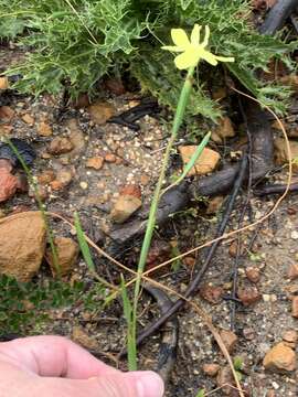 Image of Moraea bituminosa (L. fil.) Ker Gawl.