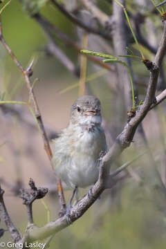 Image of Bell's Vireo