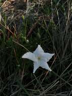 Image of Davis Mountain rocktrumpet