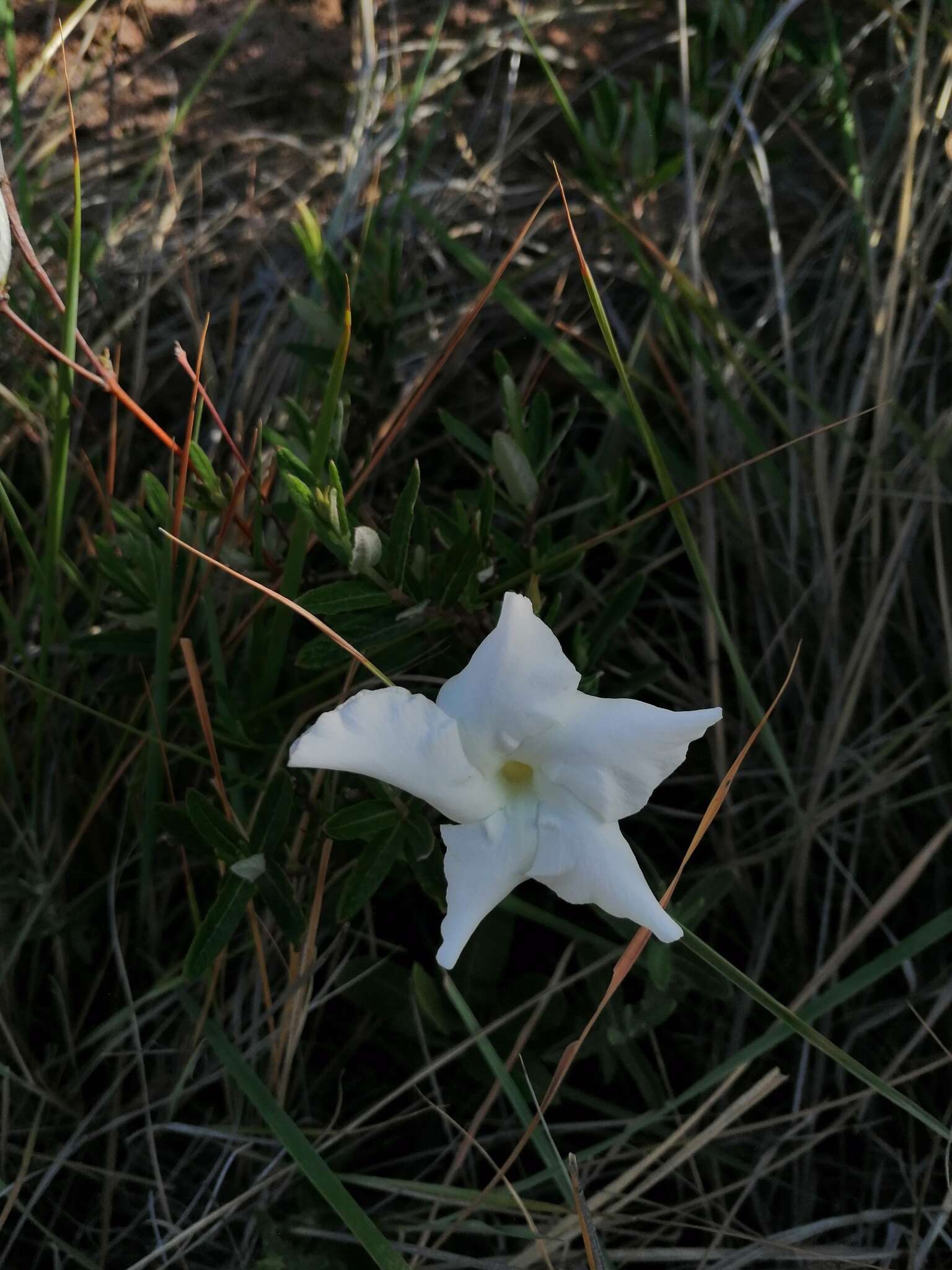 Imagem de Mandevilla hypoleuca (Benth.) Pichon