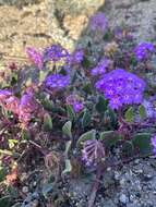 Image of pink sand verbena