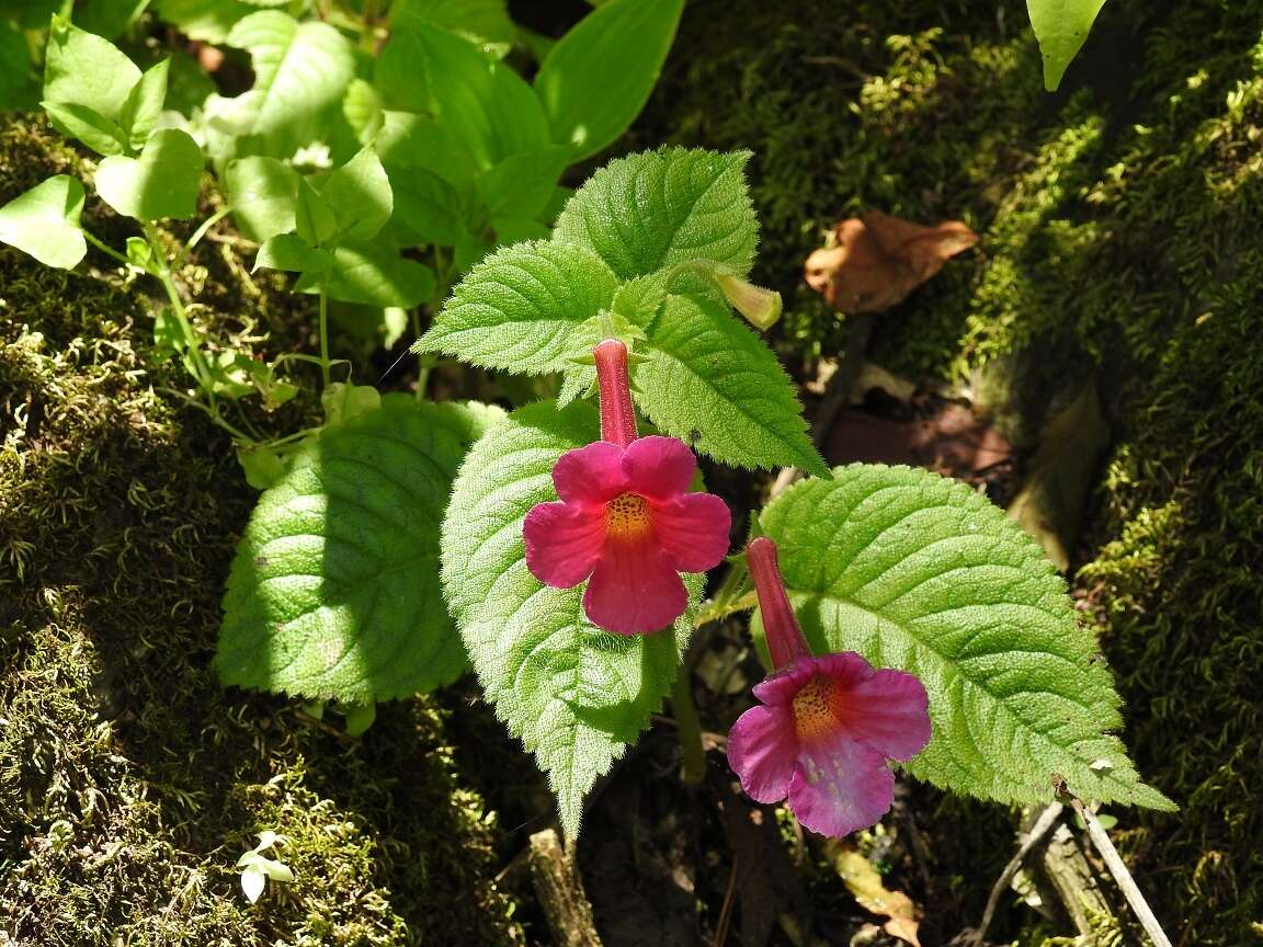 Image of Achimenes skinneri Lindl.