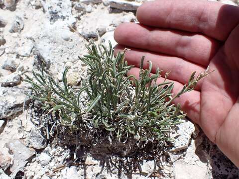 Image of Barneby's pepperweed