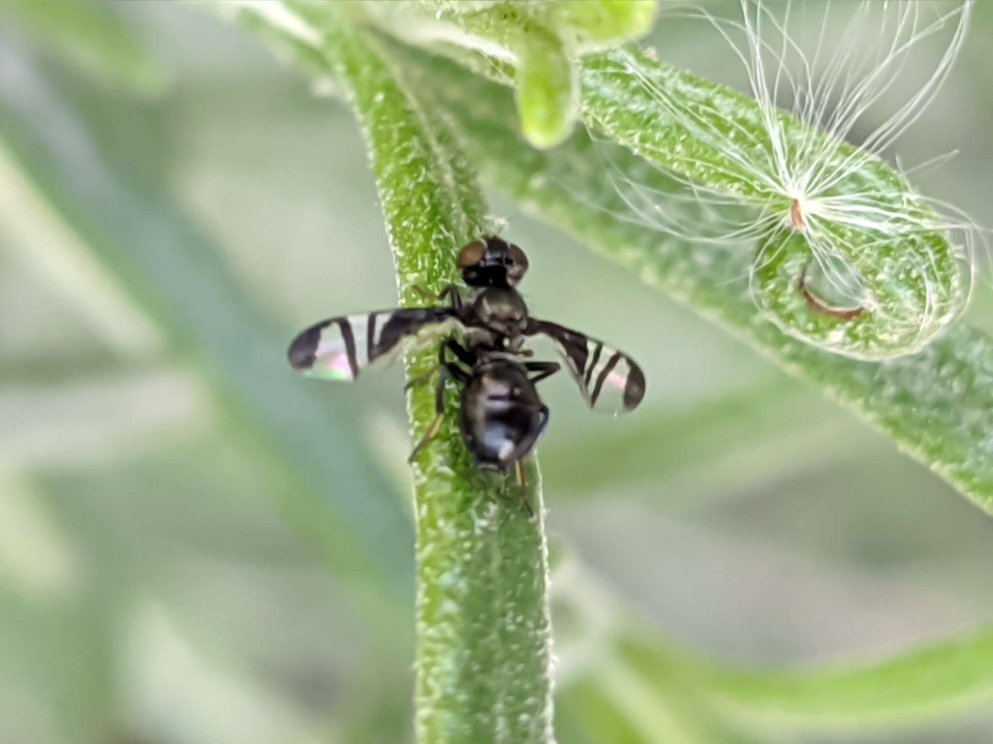 Image of Rivellia hispanica Lyneborg 1969