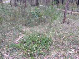 Image of Grevillea bedggoodiana J. H. Willis ex Mc Gill.