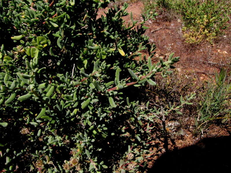 Image of Tetragonia fruticosa L.