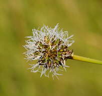 Слика од Gymnoschoenus