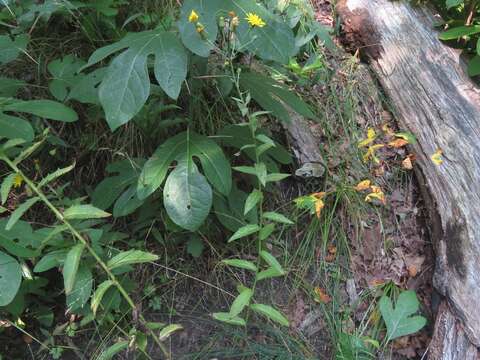 Image of hawkweed