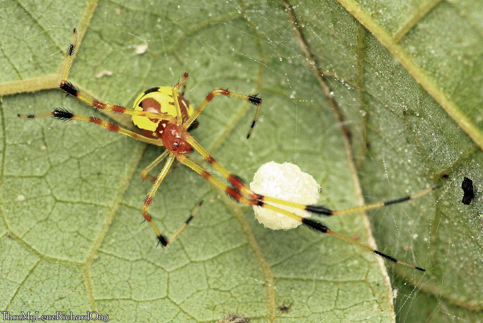 Image of Chrysso urbasae (Tikader 1970)