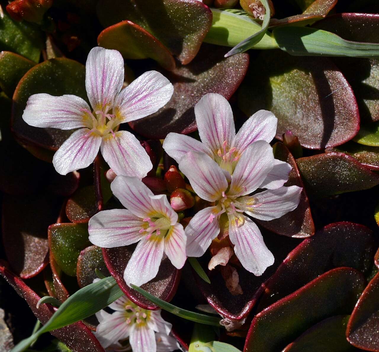 Image of Sierran Springbeauty