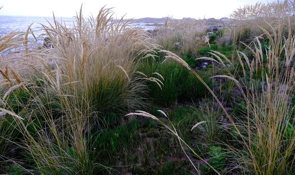 Imagem de Capeochloa cincta (Nees) N. P. Barker & H. P. Linder