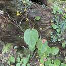 Sivun Begonia lutea L. B. Sm. & B. G. Schub. kuva