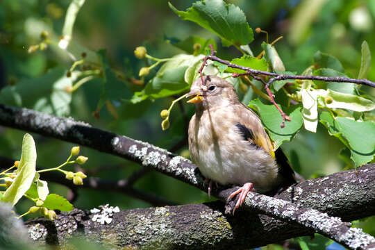 Image of Carduelis carduelis carduelis (Linnaeus 1758)