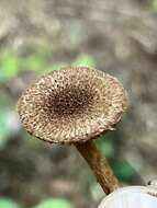 Imagem de Inocybe lanuginosa (Bull.) P. Kumm. 1871