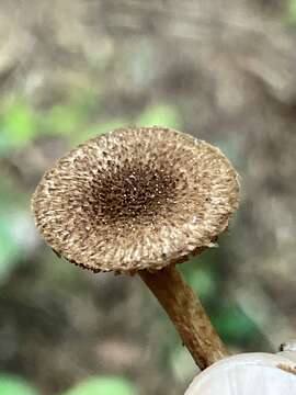 Image of Inocybe lanuginosa (Bull.) P. Kumm. 1871