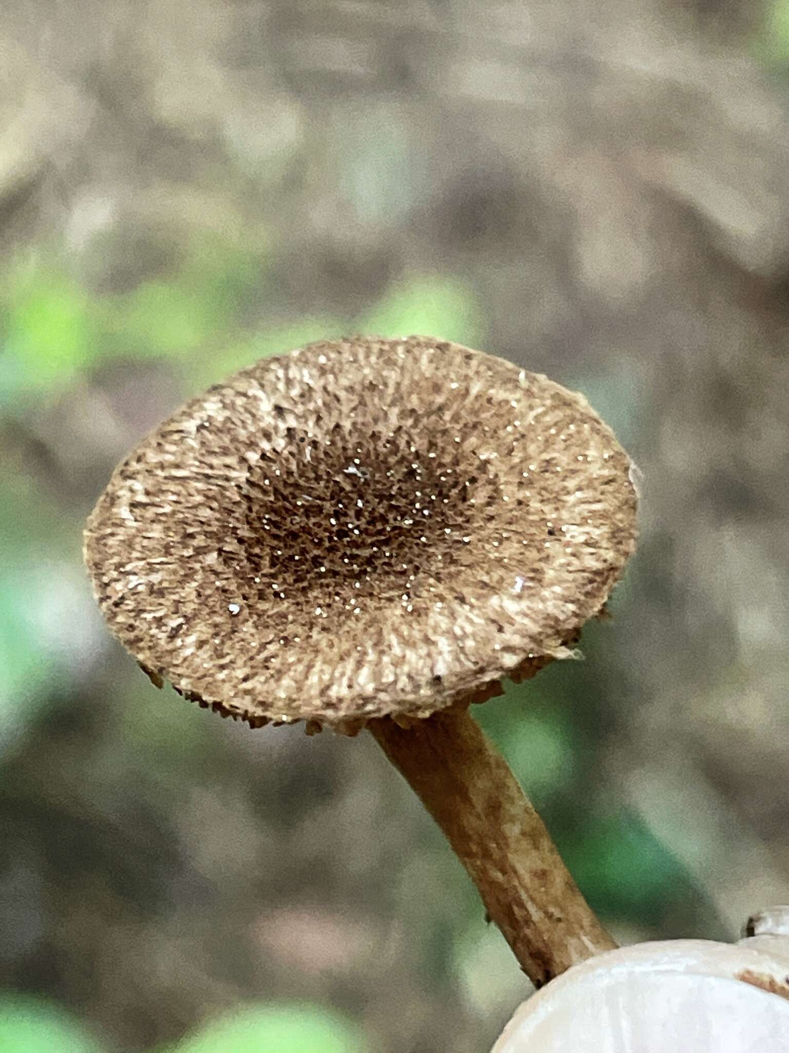 Inocybe lanuginosa (Bull.) P. Kumm. 1871 resmi