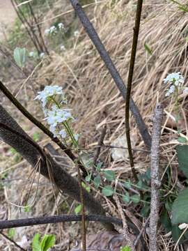 Image of Noccaea sylvia (Gaudin) F. K. Mey.