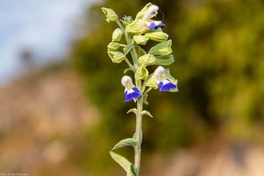 Imagem de Salvia odam J. G. González