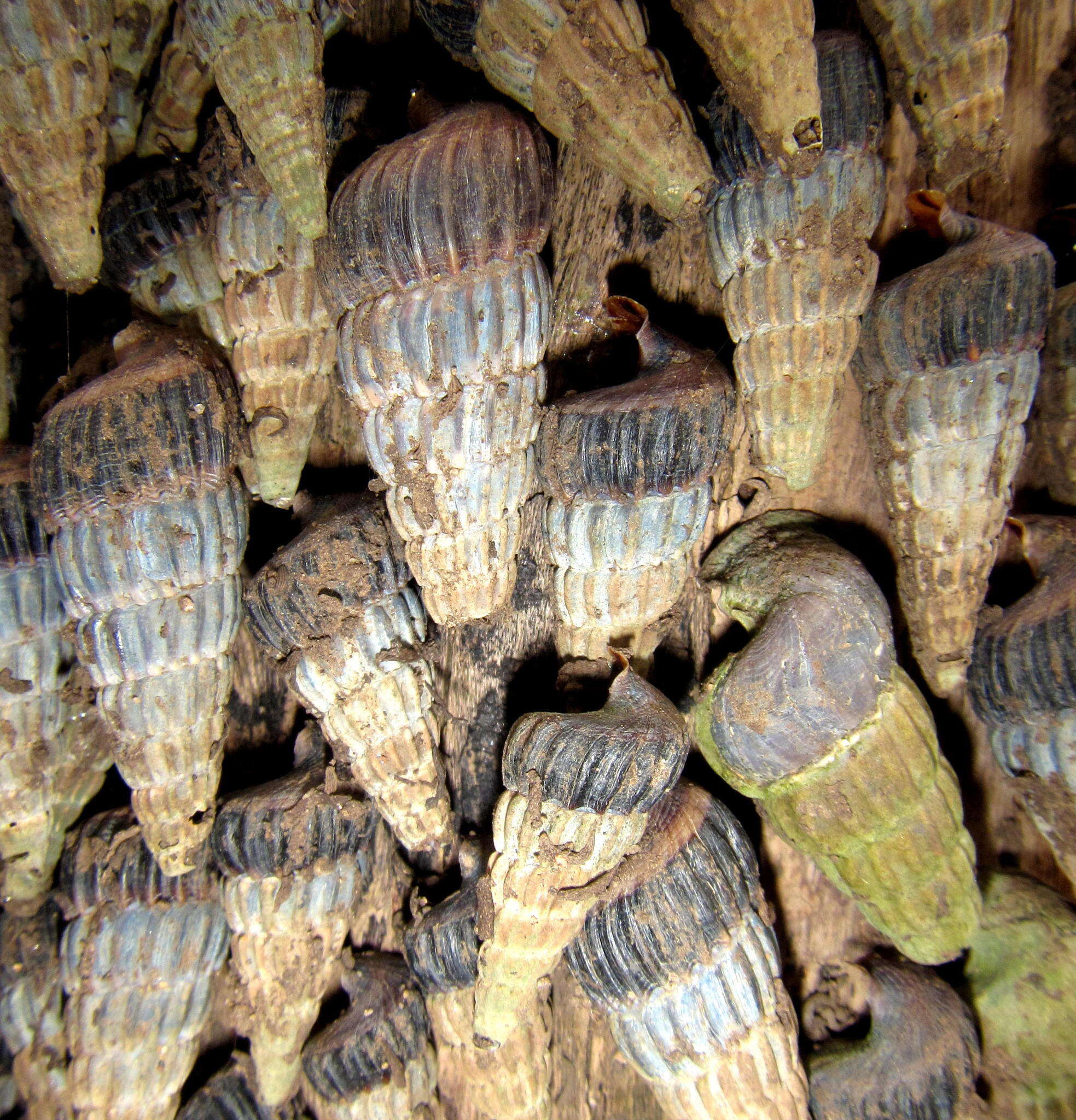 Image of truncated mangrove snail