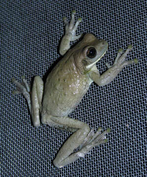 Image of marbled tree frog