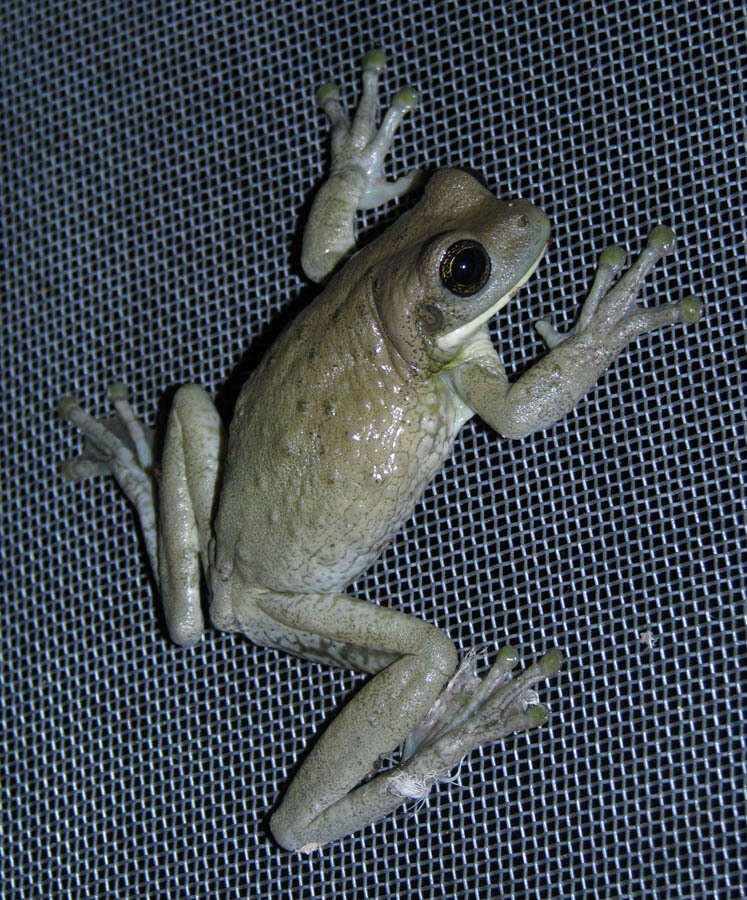 Image of marbled tree frog