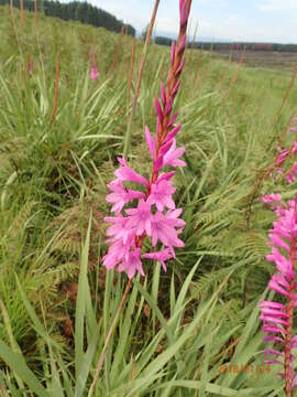 Imagem de Watsonia densiflora Baker