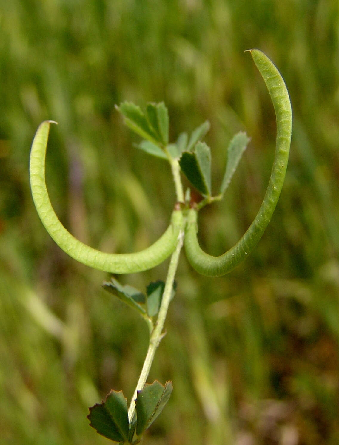 Image of Trigonella spinosa L.