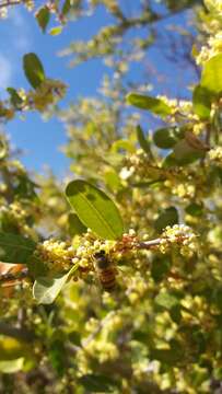 Image de Schinus bumelioides I. M. Johnston