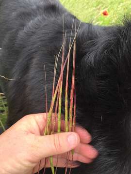 Image of jointed goatgrass