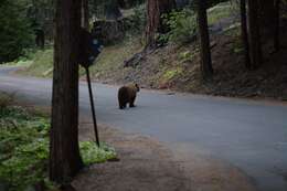 Image of Ursus americanus californiensis Miller 1900