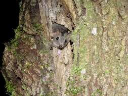 Image of Brown Antechinus