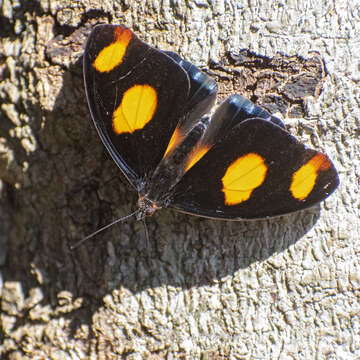 Image de Catonephele numilia neogermanica Stichel 1899