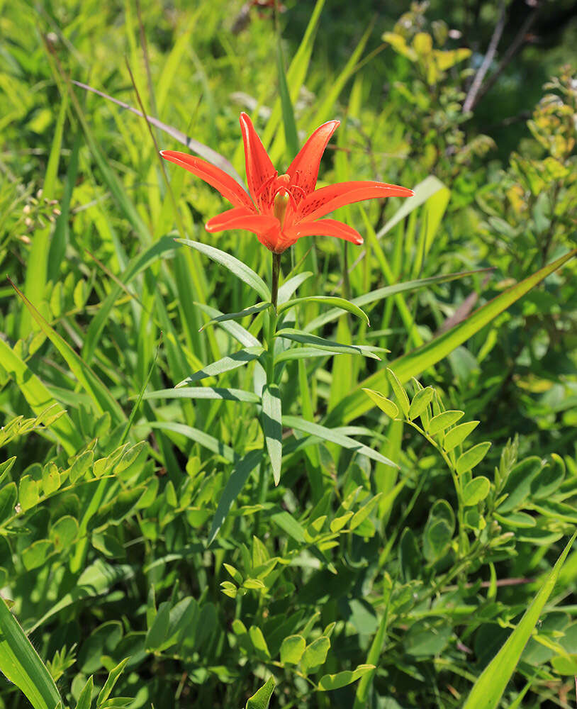 Image of Lilium concolor var. partheneion (Siebold & de Vriese) Baker