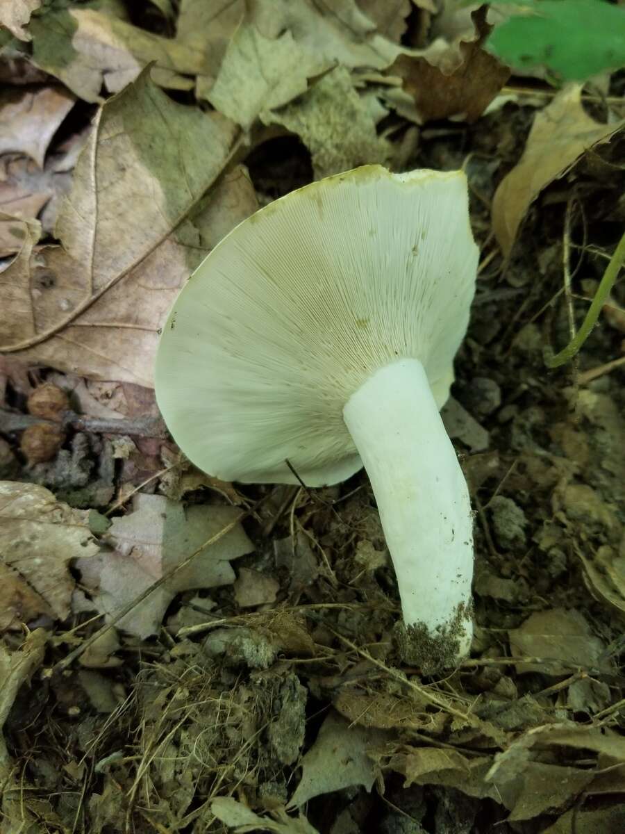 Слика од Lactifluus glaucescens (Crossl.) Verbeken 2012