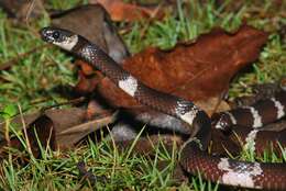 Tropidodipsas fasciata Günther 1858 resmi