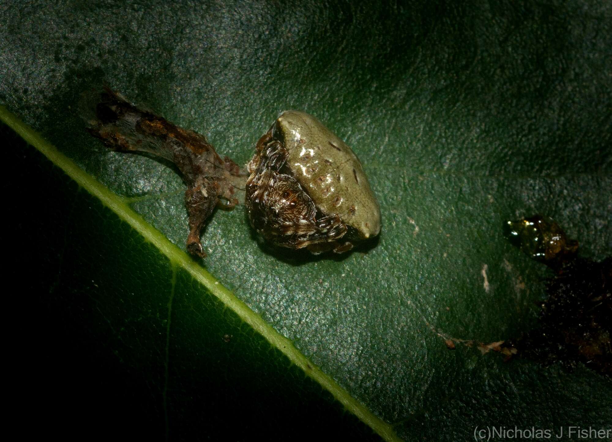 Image of Arkys speechleyi (Mascord 1968)