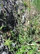 Imagem de Campanula lingulata Waldst. & Kit.