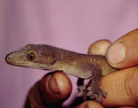 صورة Gekko vittatus Houttuyn 1782