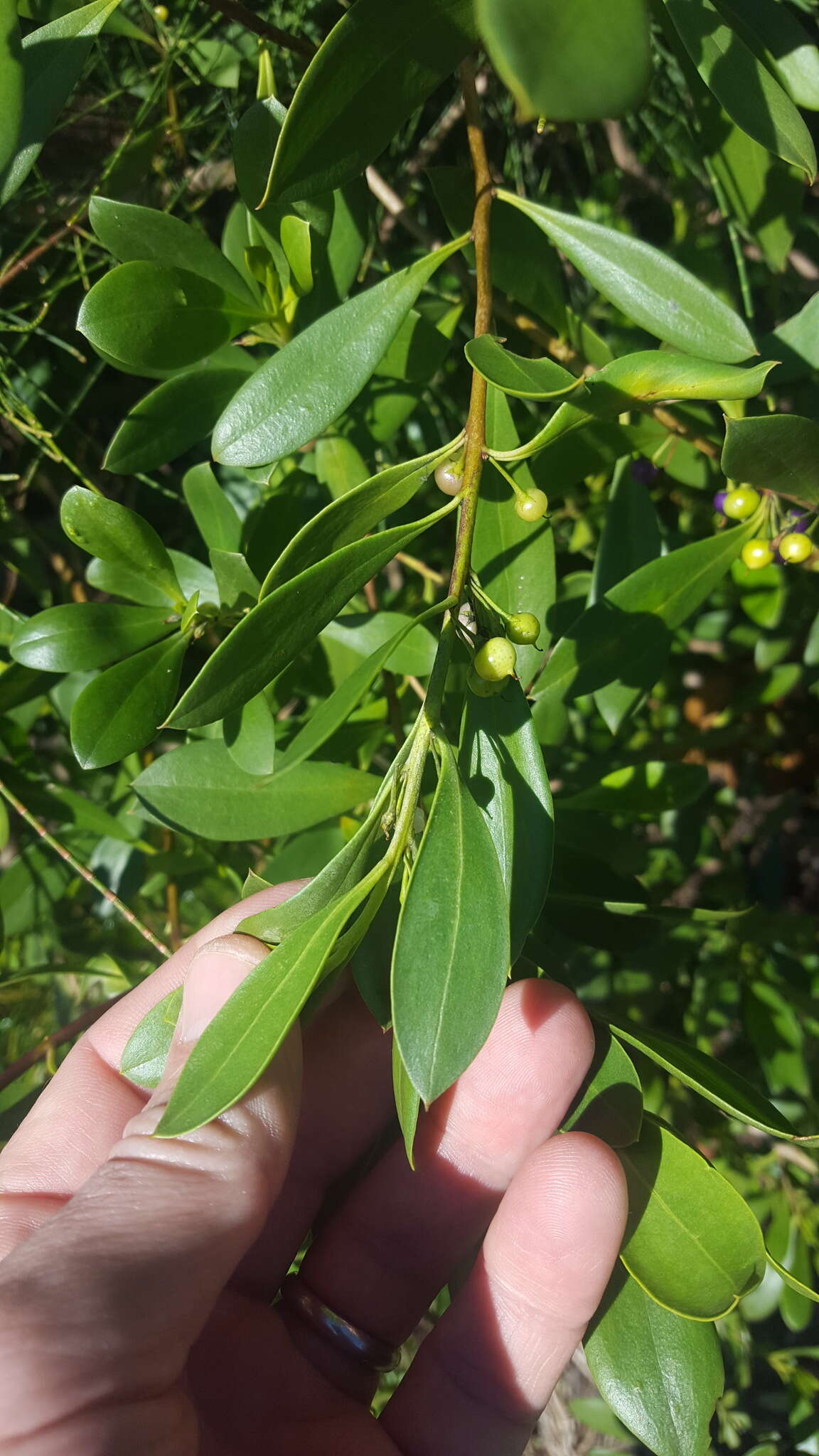 Myoporum boninense subsp. australe R. J. Chinnock resmi