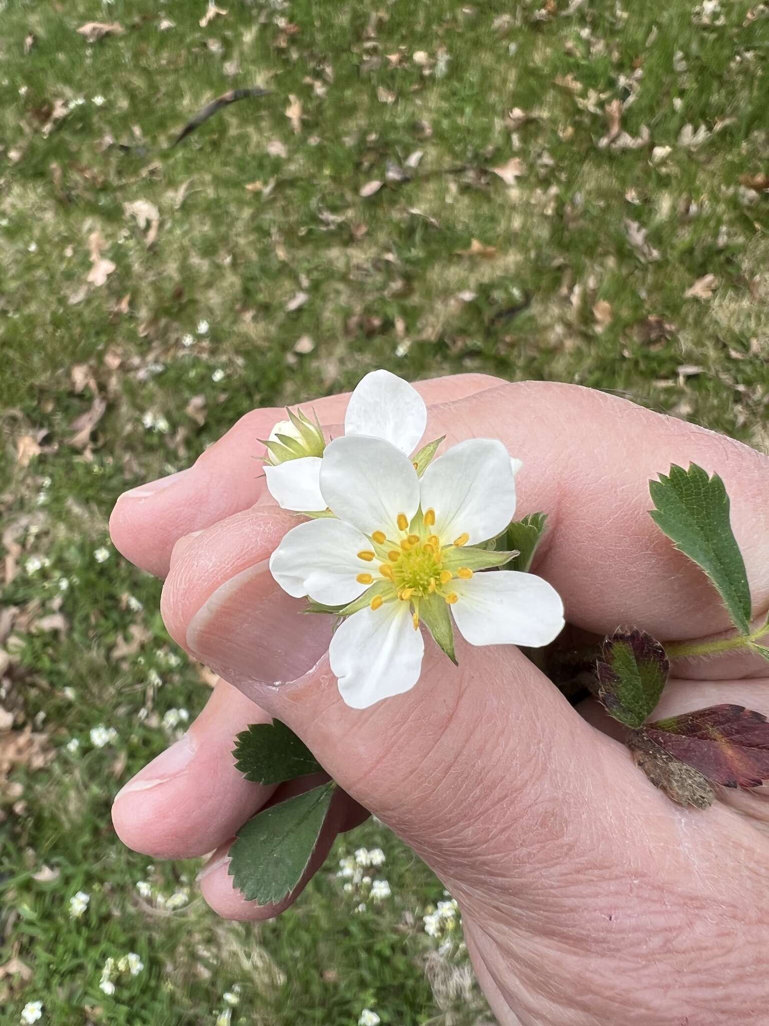 Image of Virginia strawberry