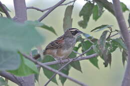 Image de Bruant ligné