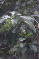 Image de Psychotria grandis Sw.