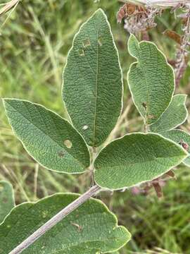 Image of Pseudarthria