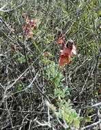 Imagem de Indigofera porrecta var. porrecta