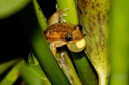 Image of Brown Banana Frog